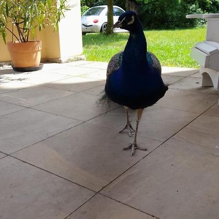Schloss Tressow Bobitz Eksteriør billede