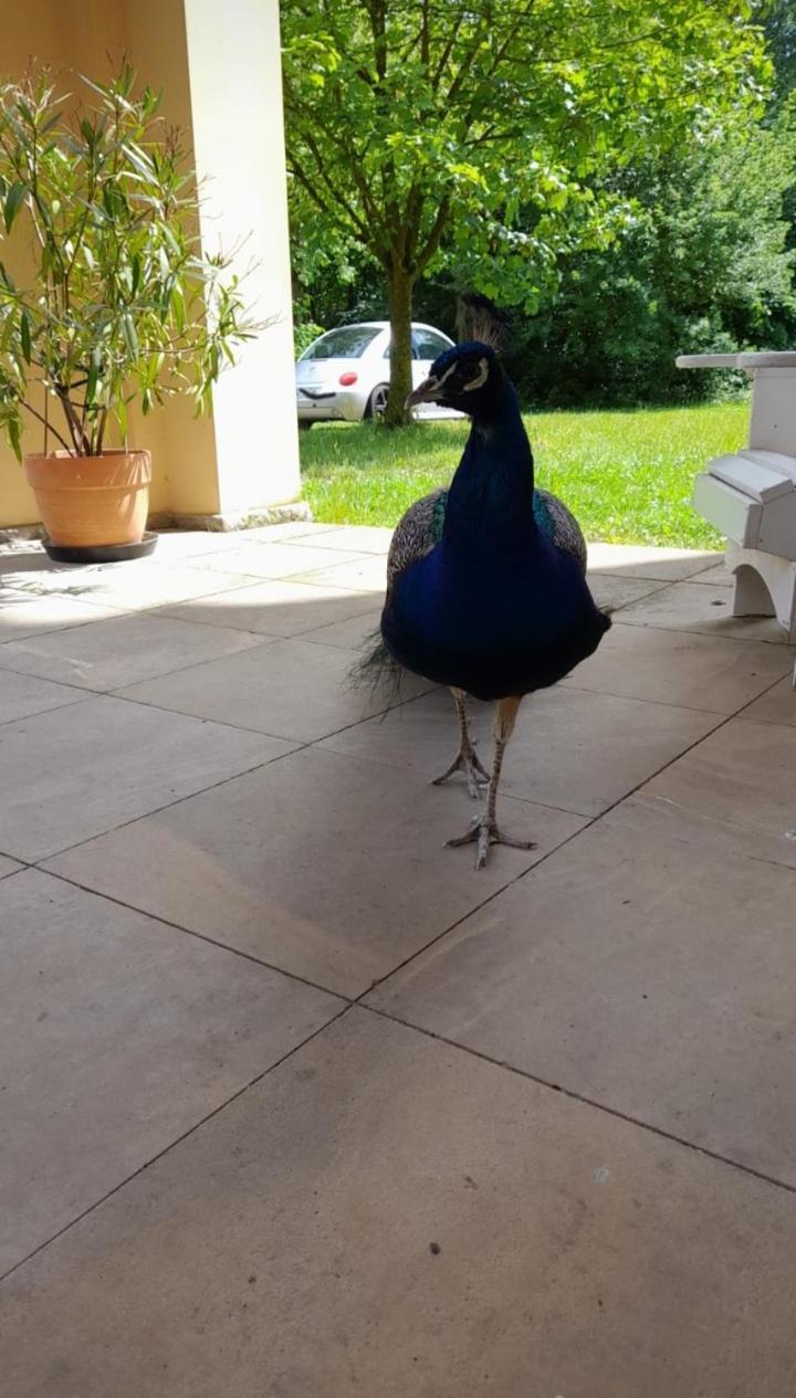 Schloss Tressow Bobitz Eksteriør billede